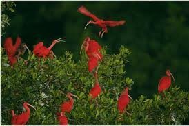 Scarlet Ibis